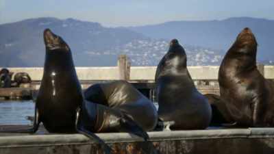 NARRATOR: And they're a sight to behold. - United States of Animals