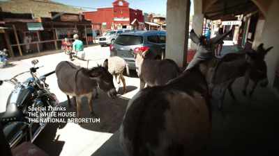 NARRATOR: And when you're here,
just do as the donkeys do. - United States of Animals