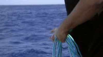 NARRATOR: Andrew Fox has been
running cage-diving tours - Shark Attack Files