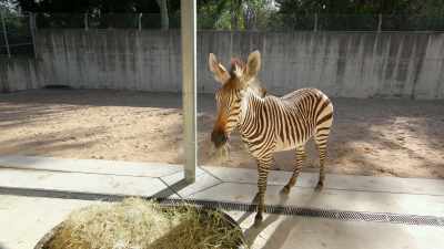NARRATOR: ...as they get ready to meet
their new neighbors. - Magic of Disney's Animal Kingdom