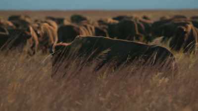Narrator: "As I walked through
where the carcasses lay - The American Buffalo