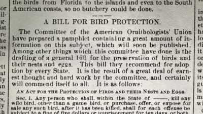 Narrator: As the editor of
"Forest and Stream" magazine, - The American Buffalo