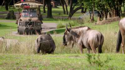 NARRATOR: At 110 acres, - Magic of Disney's Animal Kingdom