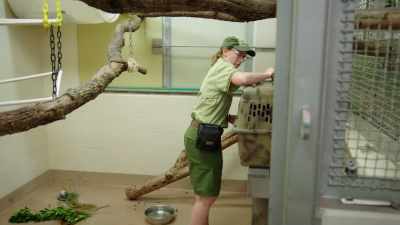NARRATOR: At Conservation Station,
it's a big day for Peri, - Magic of Disney's Animal Kingdom