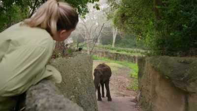 NARRATOR: At least her front feet do. - Magic of Disney's Animal Kingdom