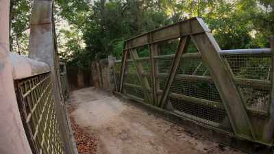 NARRATOR: At the bridge on the savanna... - Magic of Disney's Animal Kingdom
