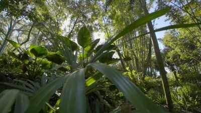 NARRATOR: At The Oasis... - Magic of Disney's Animal Kingdom