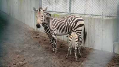 NARRATOR: At the zebra barn... - Magic of Disney's Animal Kingdom