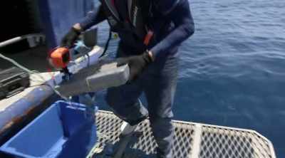 NARRATOR: Australian
scientists Lauren Meyer and - Shark Attack Files