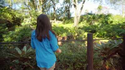 NARRATOR:
Back at Gorilla Falls Exploration Trail, - Magic of Disney's Animal Kingdom