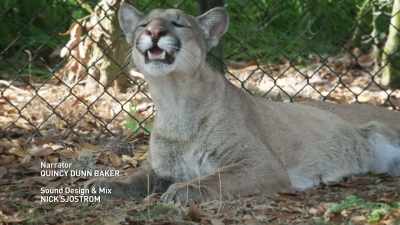 NARRATOR: Because the Florida panther - United States of Animals