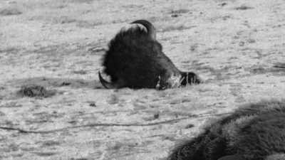 Narrator: Before heading home,
Roosevelt impulsively invested - The American Buffalo