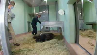 NARRATOR: Behind the scenes,
Gino needs immediate care. - Magic of Disney's Animal Kingdom