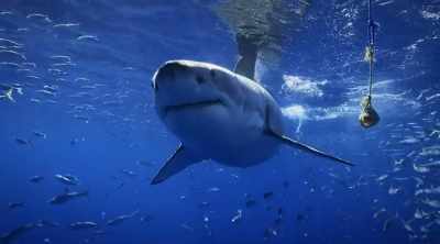 NARRATOR: Below, enormous
great white sharks, - Shark Attack Files