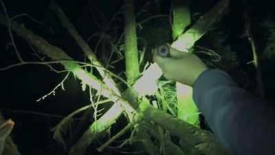 [narrator]  Bigfoot researche
 believe that tree structure - Expedition Bigfoot