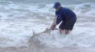 NARRATOR: Borrego has examined
bacteria samples from an array - Shark Attack Files