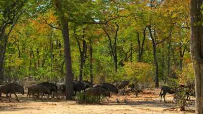 [narrator] Browsing elephants
open up a forest, - Our Planet