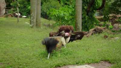 NARRATOR:
But after 15 years with little success, - Magic of Disney's Animal Kingdom