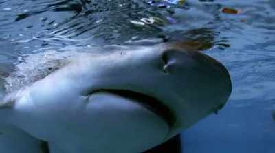 NARRATOR: But they also may
be the shark's Achilles heel. - Shark Attack Files