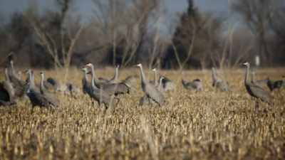NARRATOR: But that crane cacophony - United States of Animals
