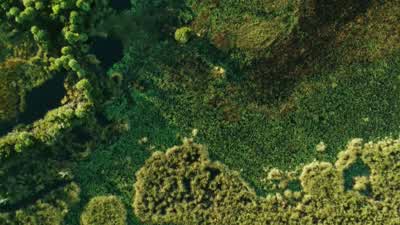 NARRATOR: But even resilient ecosystems aren't indestructible. - Nova