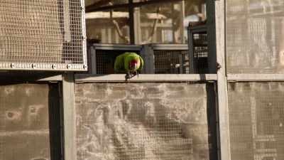 -NARRATOR: But eventually...
-(MACAWS SQUAWKING) - Magic of Disney's Animal Kingdom
