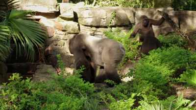NARRATOR:
But Gino's sons have other ideas. - Magic of Disney's Animal Kingdom