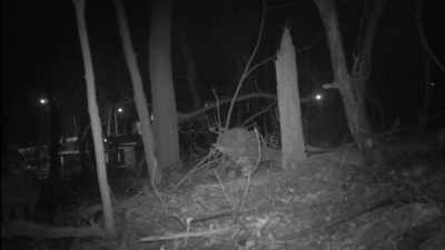 NARRATOR: But to help stalk the stalker,
New York needs you. - United States of Animals