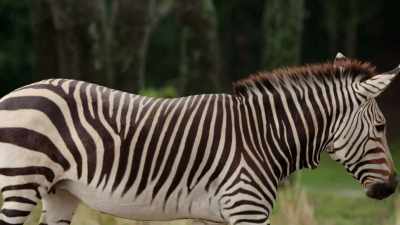 NARRATOR: But how the other animals
will react... remains unknown. - Magic of Disney's Animal Kingdom