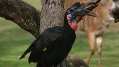 NARRATOR:
But now, keepers notice some signs - Magic of Disney's Animal Kingdom