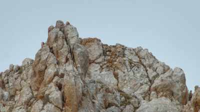 NARRATOR: But for now
the cats remain hidden, - Ghost of the Mountains