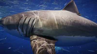 NARRATOR: But
there may be a clue - Shark Attack Files