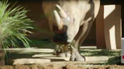 NARRATOR:
But there's still Dugan's special present. - Magic of Disney's Animal Kingdom