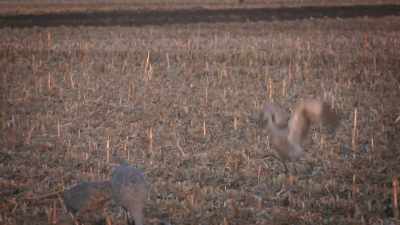 NARRATOR: But what brings
all these dancing cranes - United States of Animals
