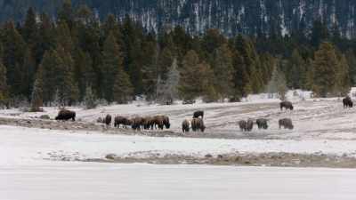 Narrator: By 1894,
the last surviving herd - The American Buffalo
