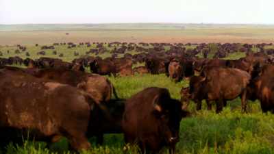 NARRATOR: By 1933, the - The American Buffalo