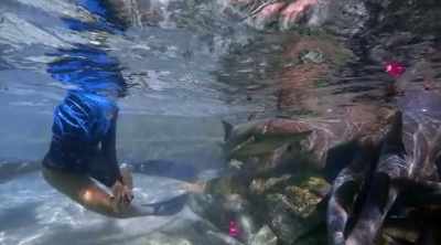 NARRATOR: Carlee and Eli
are soon surrounded by more - Shark Attack Files