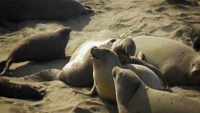 NARRATOR: 'Cause they know
that if the beach master catches them, - United States of Animals