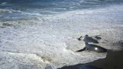 NARRATOR: 'Cause if these seals
can survive the vast Pacific, - United States of Animals