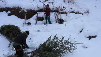 NARRATOR:
Chris and Jessi Morse are
attempting to trap beaver, - Life Below Zero: Next Generation