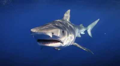 NARRATOR: Could sharks
be adapting to come - Shark Attack Files