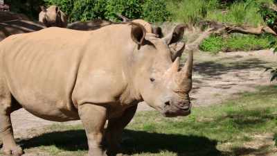 NARRATOR: Dugan gets the all clear
for his return to the savanna, - Magic of Disney's Animal Kingdom