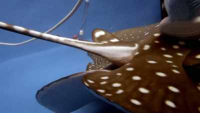 NARRATOR:
Eagle rays give birth to live pups, - Magic of Disney's Animal Kingdom