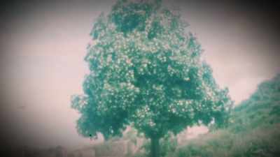 [narrator] Edward James'
obsessions with exotic flowers - Mysteries of the Abandoned