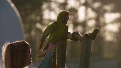NARRATOR: Emerald feathered female,
Santiago, makes the first attempt. - Magic of Disney's Animal Kingdom