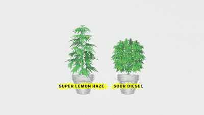 [narrator] Even if the sativa-indica
labels are meaningless, - Explained
