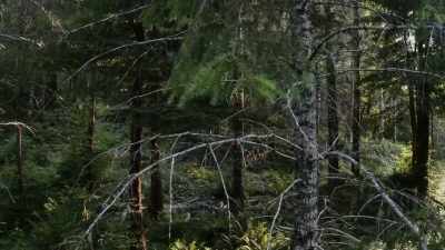 [narrator]  Five miles
 from Russell's position, - Expedition Bigfoot