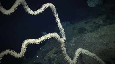 Narrator: FOOTAGE FROM UNMANNED
SUBS MAPPING THE TRENCH - Strange Evidence