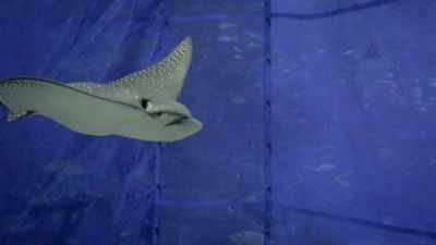 NARRATOR: For weeks,
pregnant eagle ray Darby - Magic of Disney's Animal Kingdom