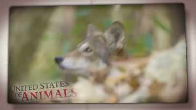 NARRATOR: Forget everything
you thought you knew - United States of Animals
